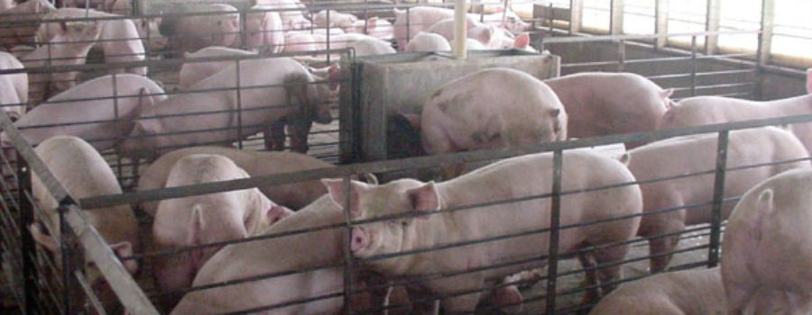 Maryland General CAFO Permit Comments