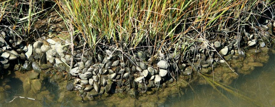 St. Mary’s Oyster Sanctuary; Proposed Aquaculture Leases