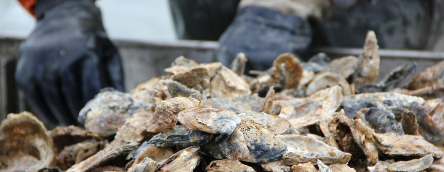 Testimony in Favor of Proposed Oyster Restoration Legislation
