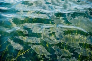 Existing Chesapeake Bay Watershed Statutes and Regulations Affecting Submerged Aquatic Vegetation
