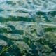 Existing Chesapeake Bay Watershed Statutes and Regulations Affecting Submerged Aquatic Vegetation