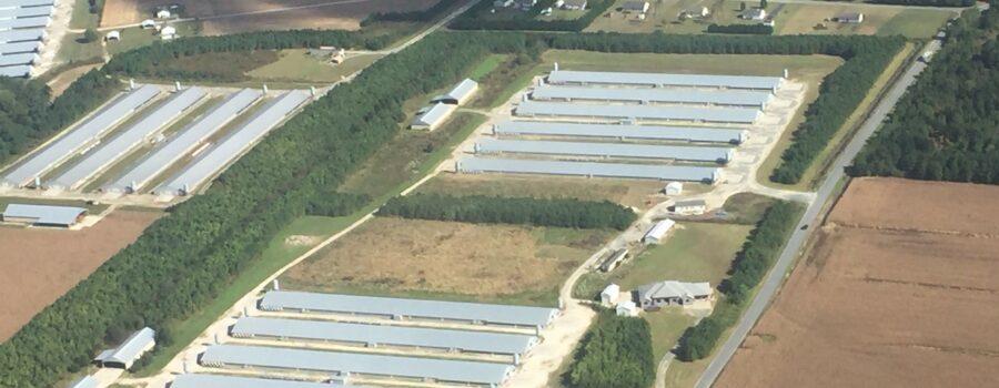 Maryland Court hands down a landmark ruling on poultry industry ammonia emissions