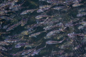 Make Efforts to Protect Menhaden Fishery