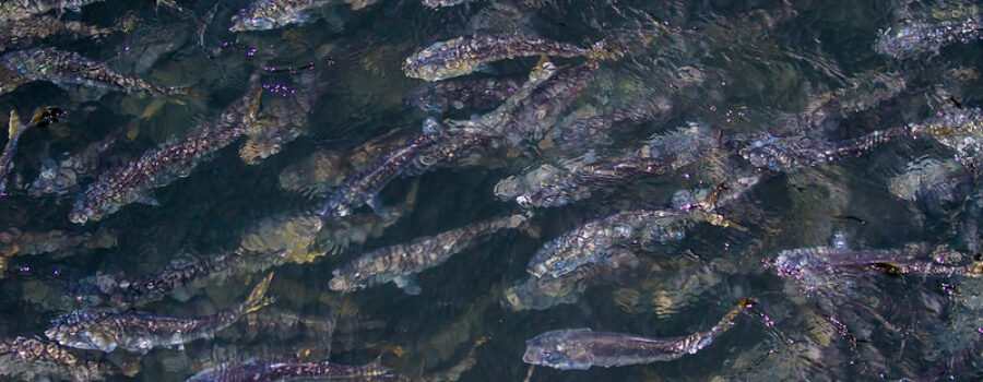 Make Efforts to Protect Menhaden Fishery