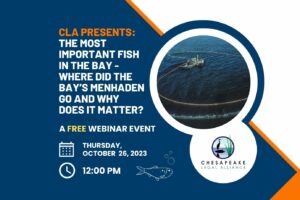 CLA Presents: The Most Important Fish in the Bay – Where Did the Bay’s Menhaden Go and Why Does It Matter?