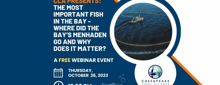 CLA Presents: The Most Important Fish in the Bay – Where Did the Bay’s Menhaden Go and Why Does It Matter?