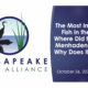 CLA Presents: The Most Important Fish in the Bay – Where Did the Bay’s Menhaden Go and Why Does It Matter? – Recording